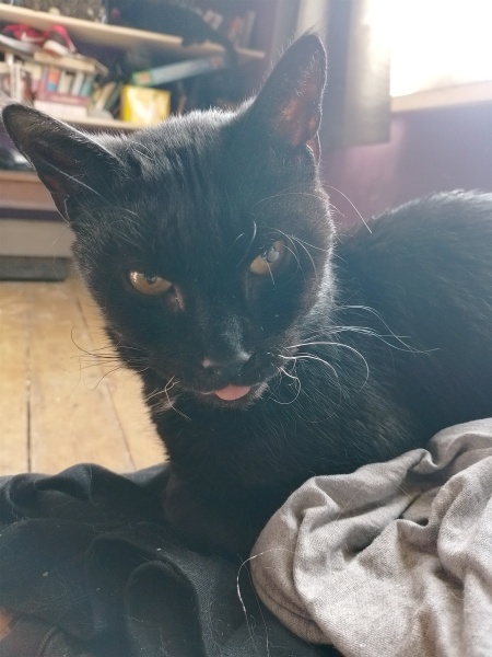 Lap dances, strippers and punch-ups - the Excellent Cats arrange a stag party