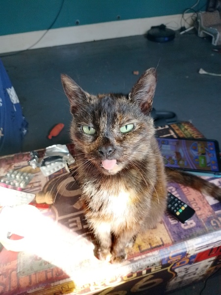 Show me the most unhinged looking photo you have of your cat