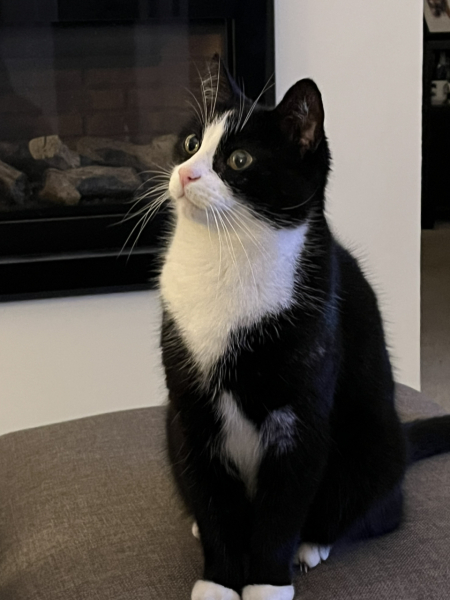 Here is the worlds most beautiful cat