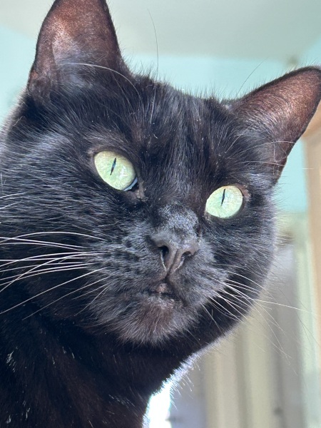 Thread 19 Starmer - A Coalition of the Willing