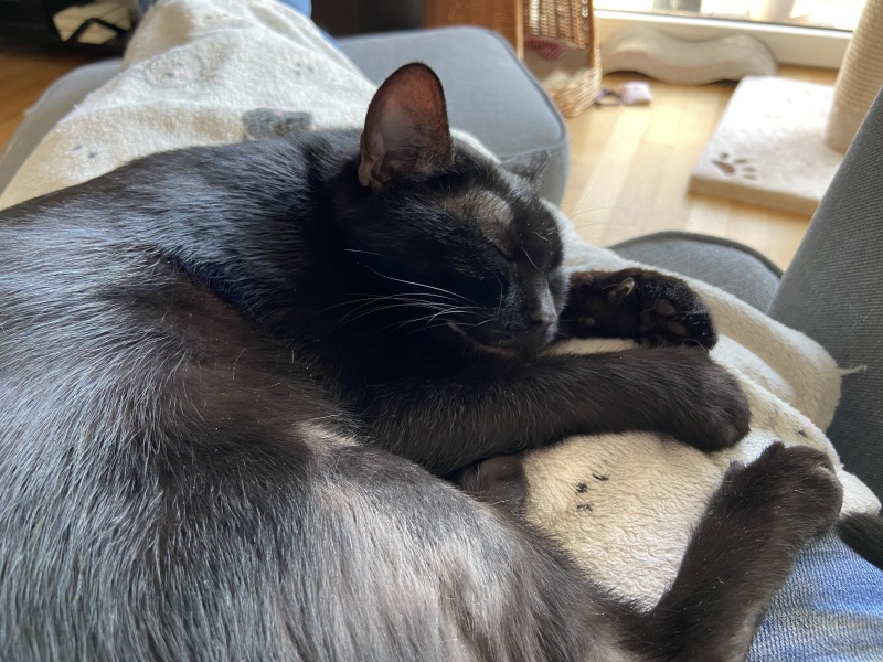 Keeps getting her claw caught in my top - and furiously attacking me when I try to unhook her.