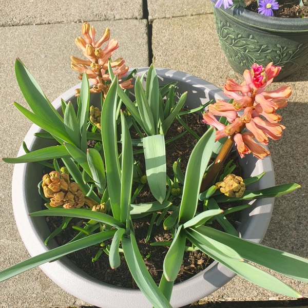 What have you done in the garden today? Part 6