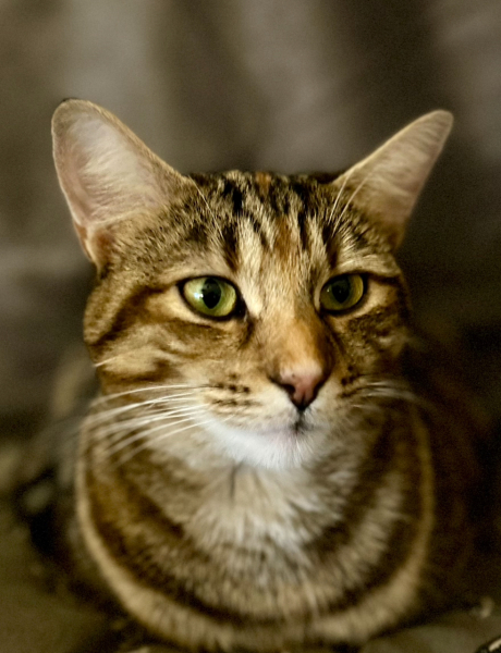 Here is the worlds most beautiful cat