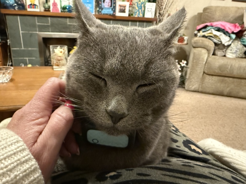 Cats do have different body shapes, don't they??