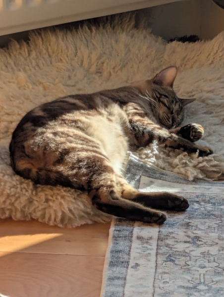 Hymns in Minor Keys & the Russian Easter Overture - the Excellent Cats ignore Culture.....