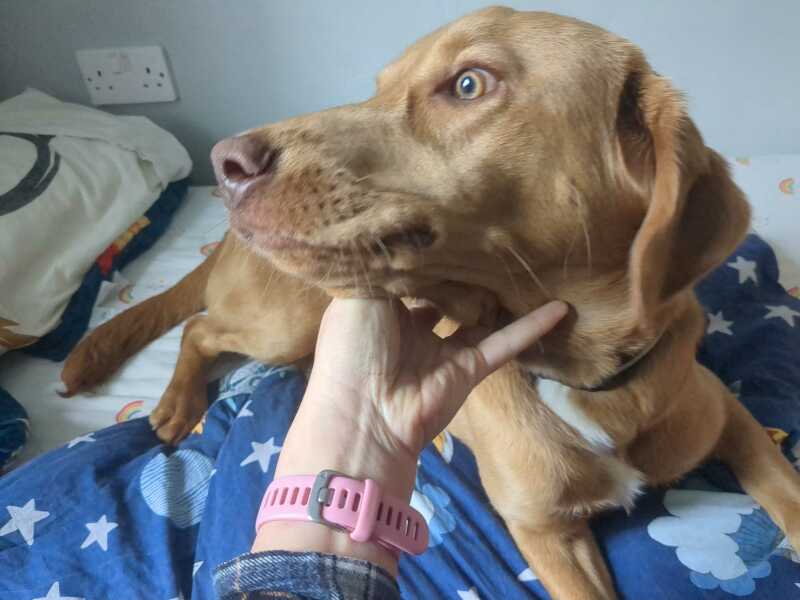 Experience of Lab Retriever cross?