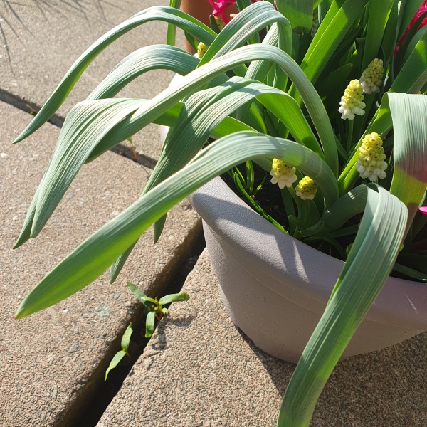 What plant are these long leaves in my bulb lasagne?