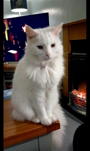 Hymns in Minor Keys & the Russian Easter Overture - the Excellent Cats ignore Culture.....