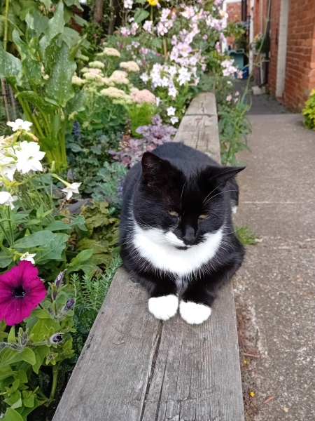 Here is the worlds most beautiful cat