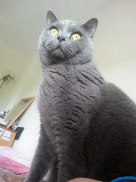 Here is the worlds most beautiful cat