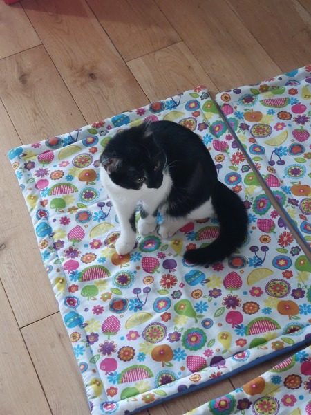 Mum and DH being horrid about getting more cats