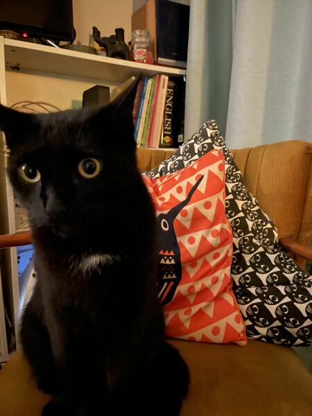 Cats do have different body shapes, don't they??