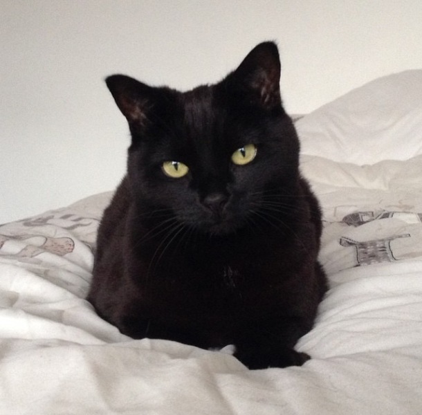 Here is the worlds most beautiful cat