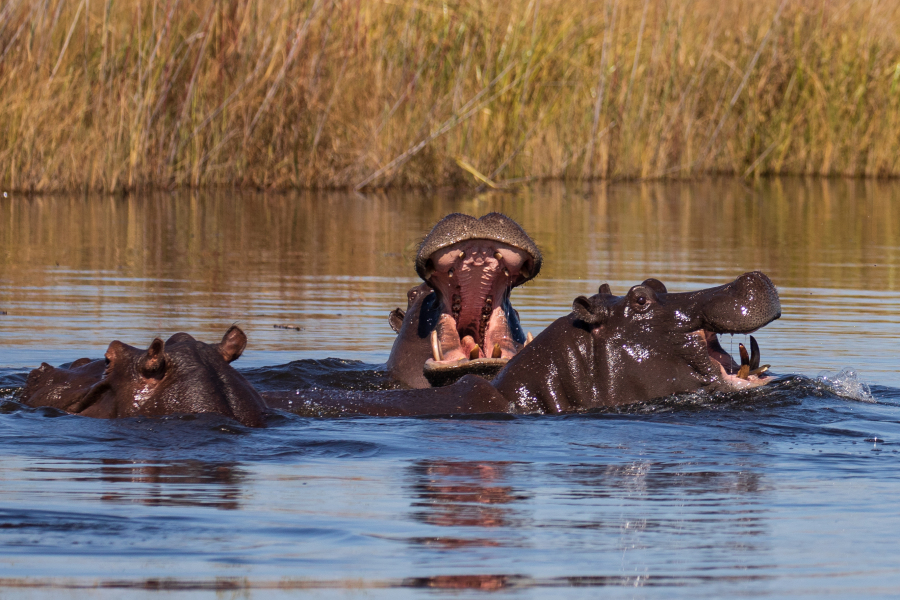 Thread 19 Starmer - A Coalition of the Willing