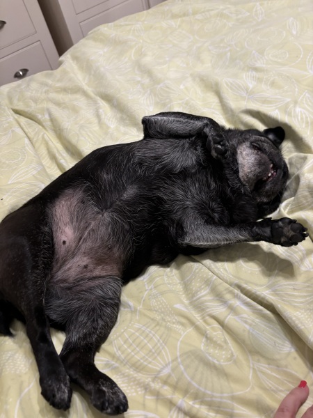 To ask if your pet sleeps on your bed?