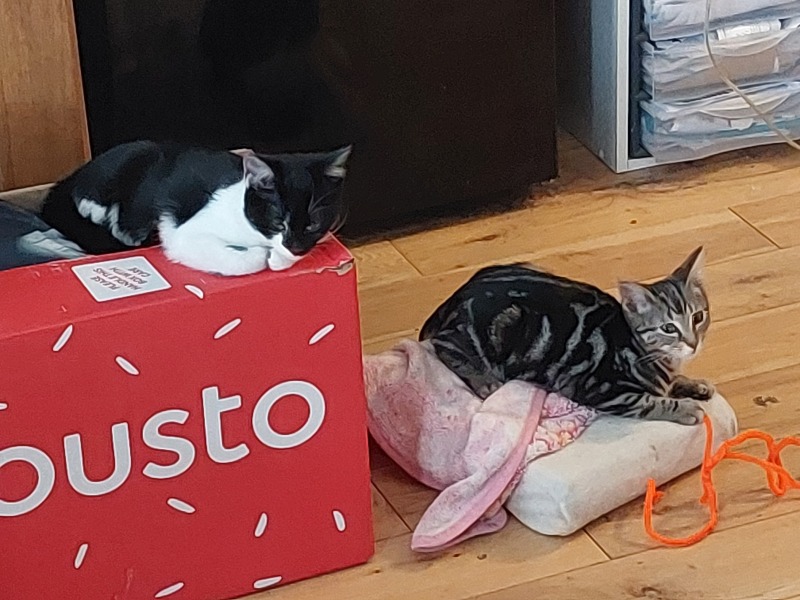 Mum and DH being horrid about getting more cats