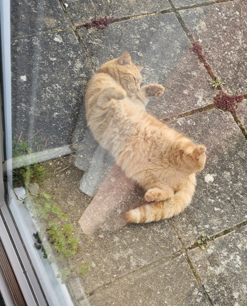 Lap dances, strippers and punch-ups - the Excellent Cats arrange a stag party