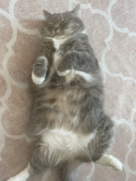 Here is the worlds most beautiful cat