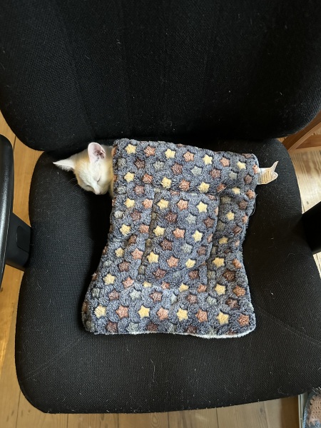 Lap dances, strippers and punch-ups - the Excellent Cats arrange a stag party