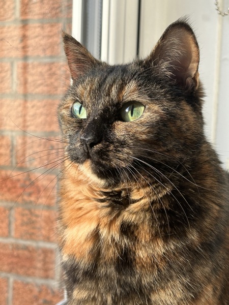 Cats do have different body shapes, don't they??