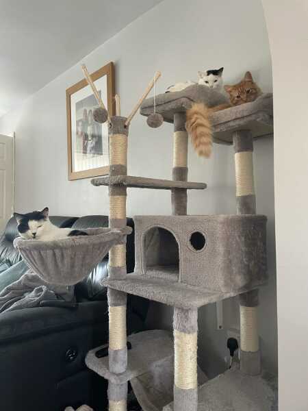 Are Cat Trees Worth It?