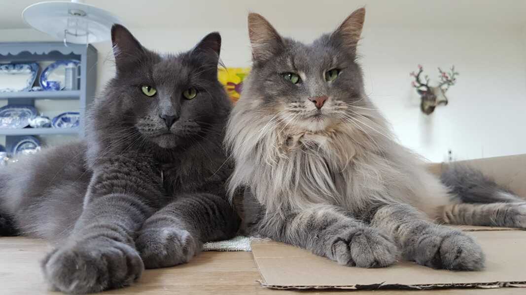 Here is the worlds most beautiful cat