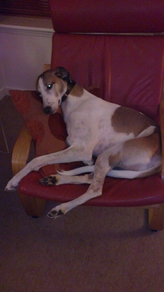 Saluki Cross rescue