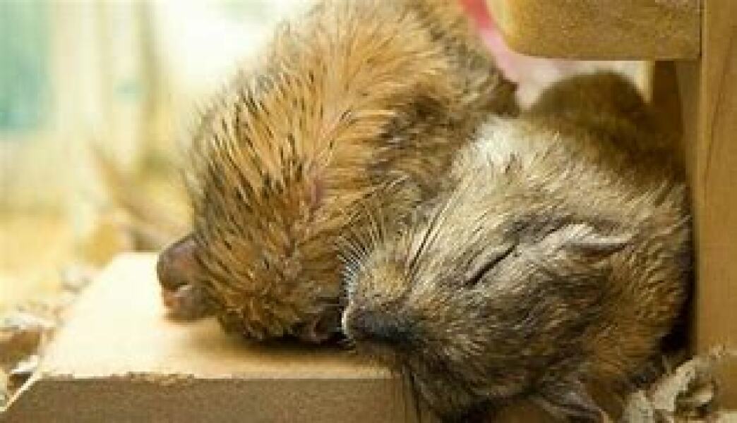 The Bluestocking - where women are women, and small furry animals are gerbils, quokkas,  capybaras, or a red panda called Rosy