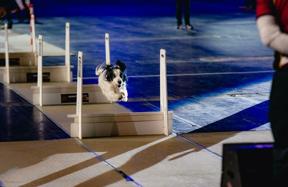 Thread 21 Starmer - Casting Nasturtiums