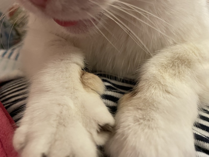 The Year Round Nigel Slater Discussion thread