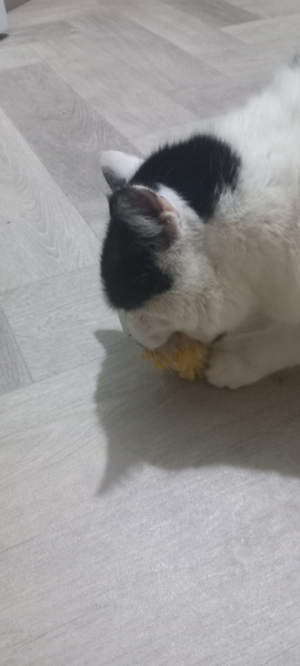 Koko stole the butter, weirdest thing yours has stolen?