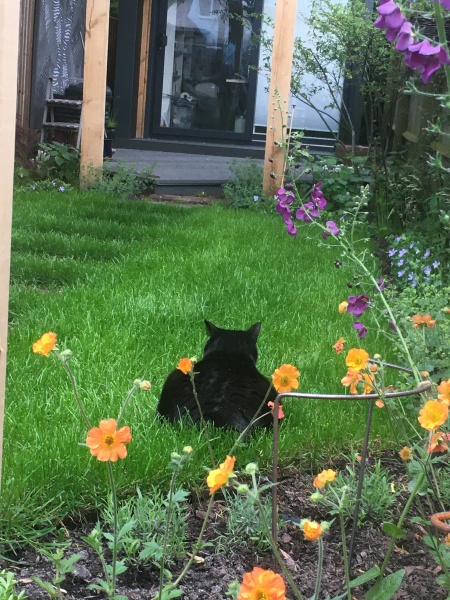 Here is the worlds most beautiful cat