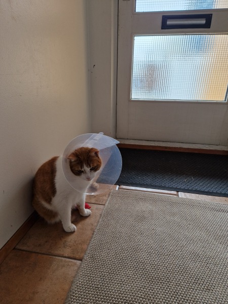 Hymns in Minor Keys & the Russian Easter Overture - the Excellent Cats ignore Culture.....