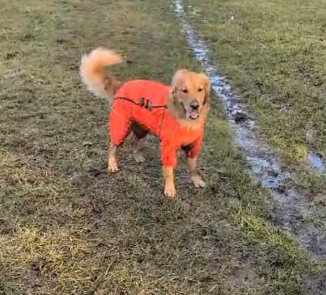 Alaskan Malamute…in a coat