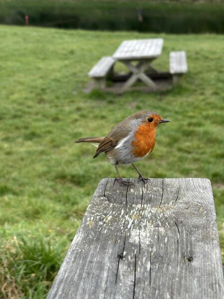 Thread 21 Starmer - Casting Nasturtiums