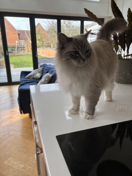 Rehoming a greyhound