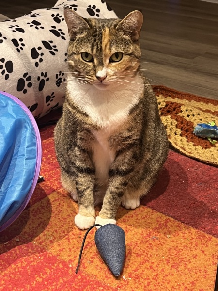 Hymns in Minor Keys & the Russian Easter Overture - the Excellent Cats ignore Culture.....