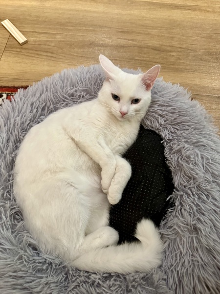 Lap dances, strippers and punch-ups - the Excellent Cats arrange a stag party