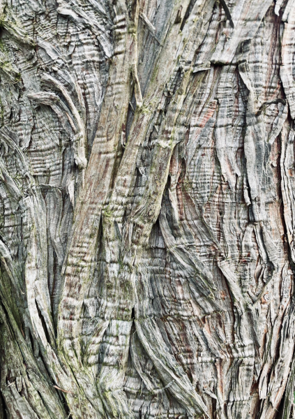 The Year Round Nigel Slater Discussion thread