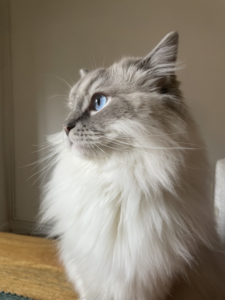 Here is the worlds most beautiful cat