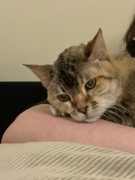 Here is the worlds most beautiful cat