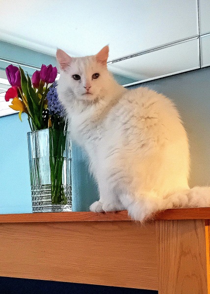 Here is the worlds most beautiful cat