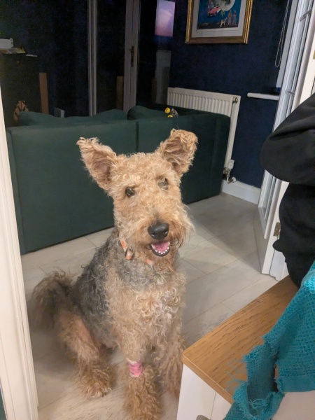 To ask for your dog breed recommendations?
