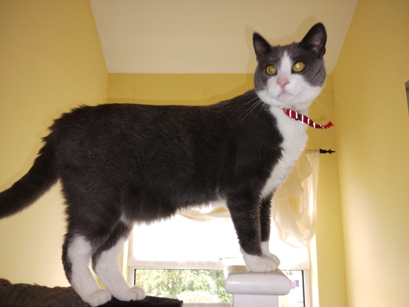 Here is the worlds most beautiful cat