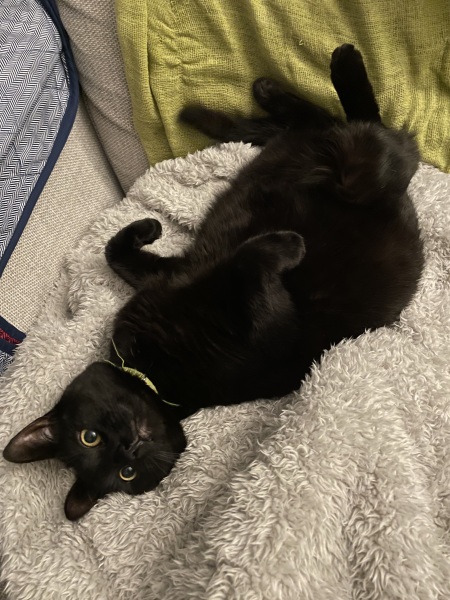 Adopt, foster or both?