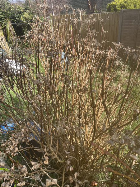 Is my hydrangea dead?