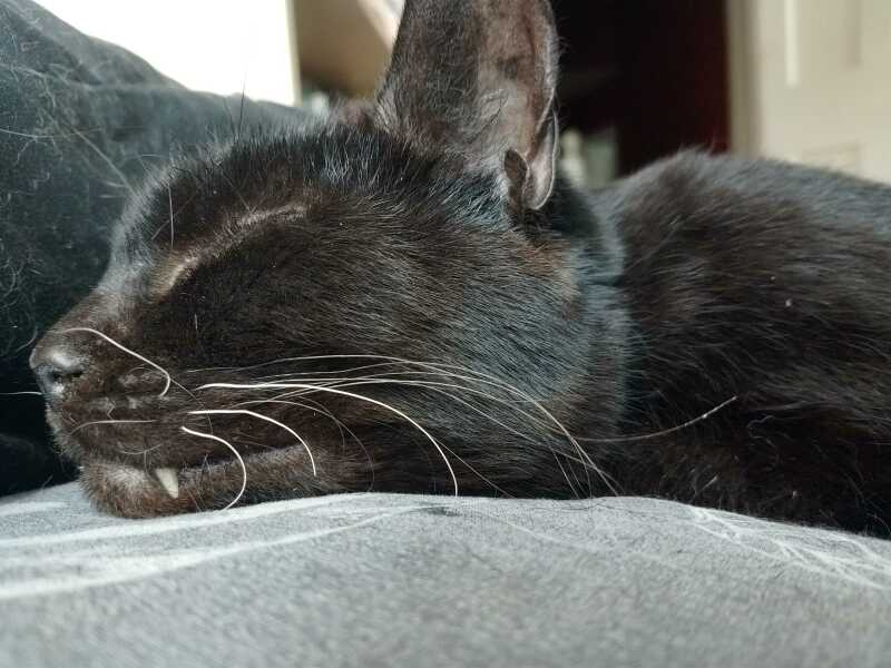 Hymns in Minor Keys & the Russian Easter Overture - the Excellent Cats ignore Culture.....