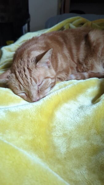 Here is the worlds most beautiful cat