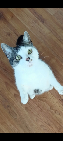 Here is the worlds most beautiful cat