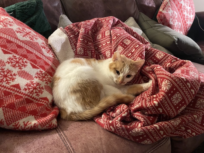Here is the worlds most beautiful cat